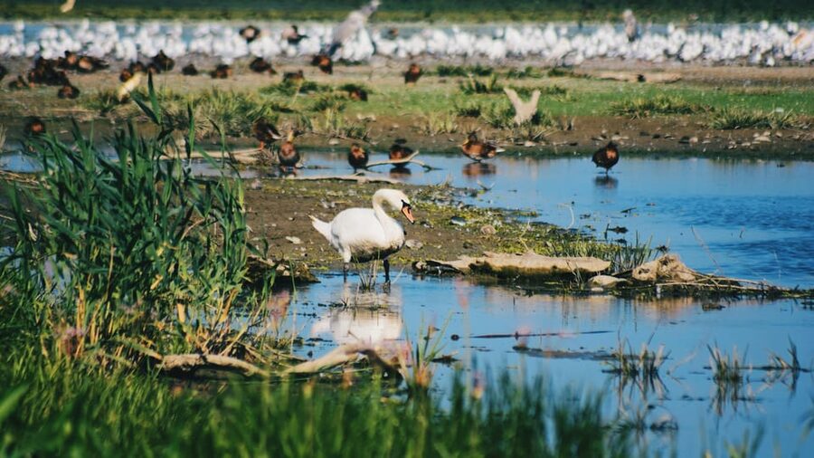 Danube Delta: Boat Tour Through the Water Lily Reserve - What the Water Lily Reserve gives you