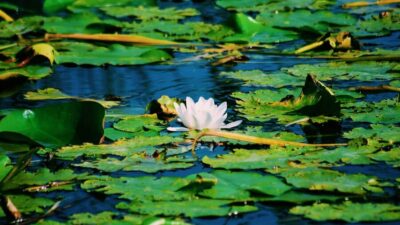 Danube Delta: Boat Tour Through the Water Lily Reserve