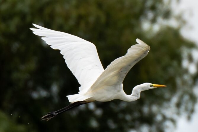 Danube Delta - Private Tour with Boat Trip & Traditional Lunch - Four hours among birds, fish, reeds, and marshes