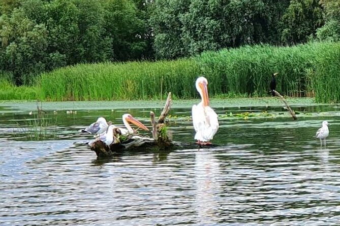 Danube Delta - Private Tour with Boat Trip & Traditional Lunch - A traditional lunch in the delta area