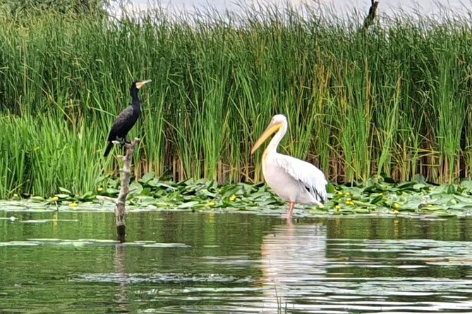Danube Delta - Private Tour with Boat Trip & Traditional Lunch - What the private format really gives you