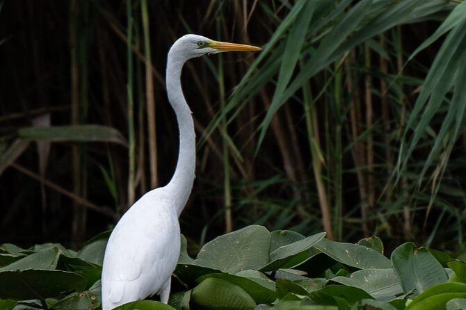 Danube Delta - Private Tour with Boat Trip & Traditional Lunch - The real price, including the extras