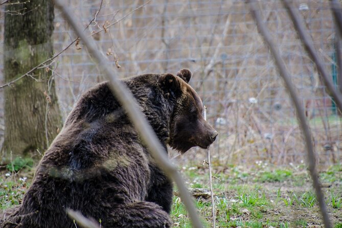 Day Trip Bear Sanctuary, Bran Castle, Rasnov Fortress from Brasov - Rasnov Citadel’s garden and panoramic view