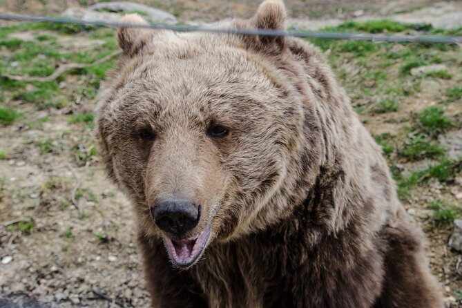 Day Trip Bear Sanctuary, Bran Castle, Rasnov Fortress from Brasov - Why the guide can make the difference