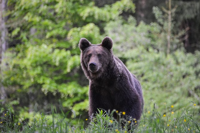 Day Trip & Bear Watching in the Land of Volcanoes - Key points to know before booking