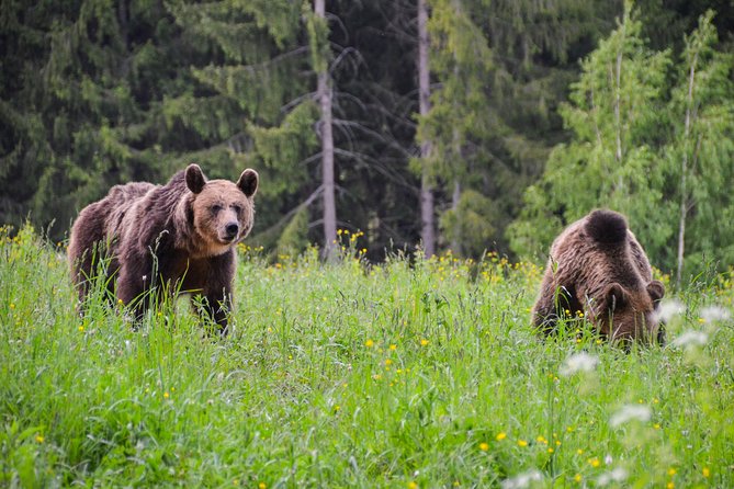 Day Trip & Bear Watching in the Land of Volcanoes - A long day from Brasov with a clear purpose