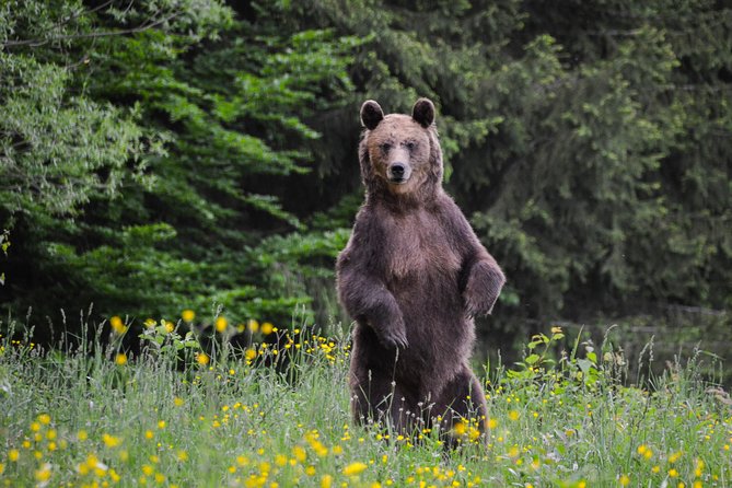 Day Trip & Bear Watching in the Land of Volcanoes - Mohos Peat Bog, unusual plants, and a seasonal visit