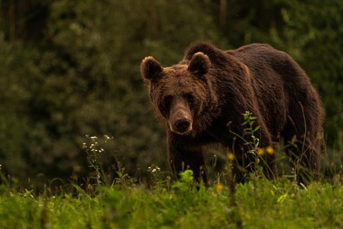 Day Trip & Bear Watching in the Land of Volcanoes - The short climb to Puturosu Cave