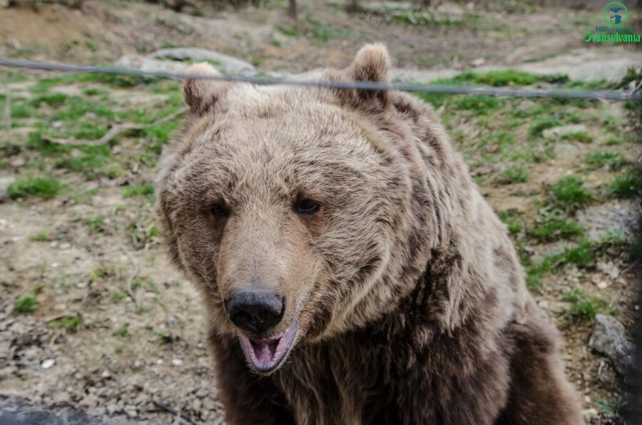 Day trip Bran Castle, Rasnov Fortress and Bear Sanctuary - LiBEARty Bear Sanctuary: the most meaningful stop