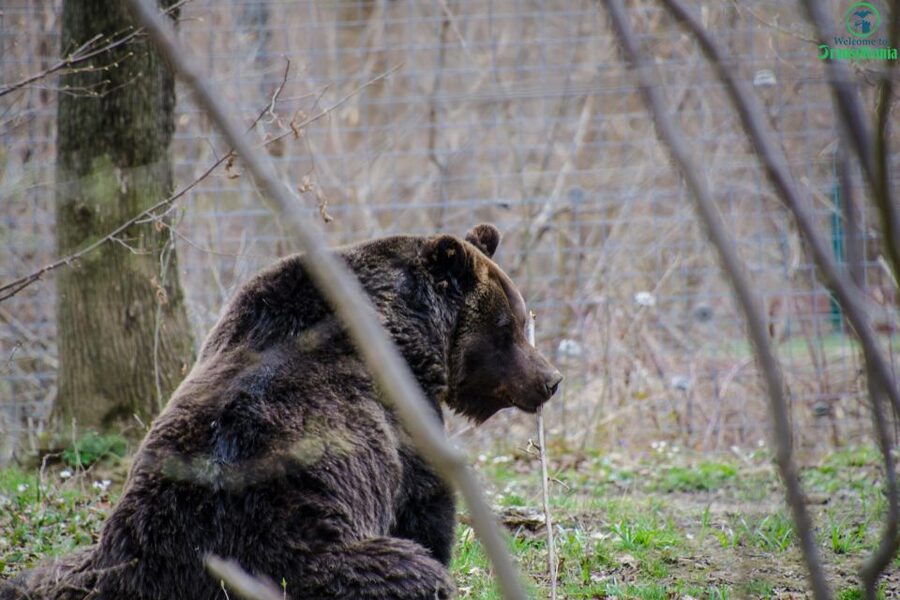 Day trip Bran Castle, Rasnov Fortress and Bear Sanctuary - The guide can shape the whole experience