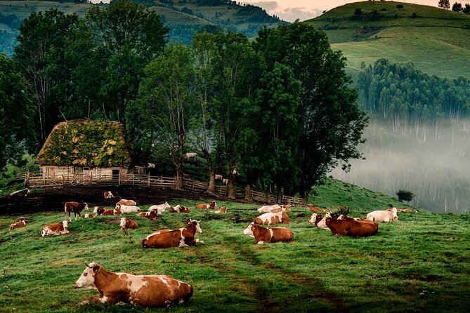 Discover Apuseni Mountains - Scarita Summit,Sipote Waterfall and Dumesti Village - Key details of the Scarita Summit day
