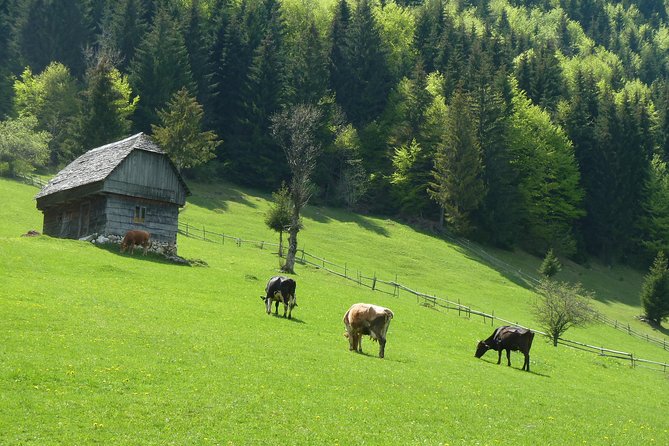 Excursión en Moeciu de Sus (recomendado para familias) con guía español nativo. - Key points to know before you book