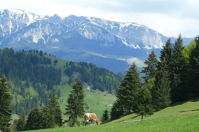 Excursión en Moeciu de Sus (recomendado para familias) con guía español nativo. - A gentle-looking Carpathian walk with real uphill work