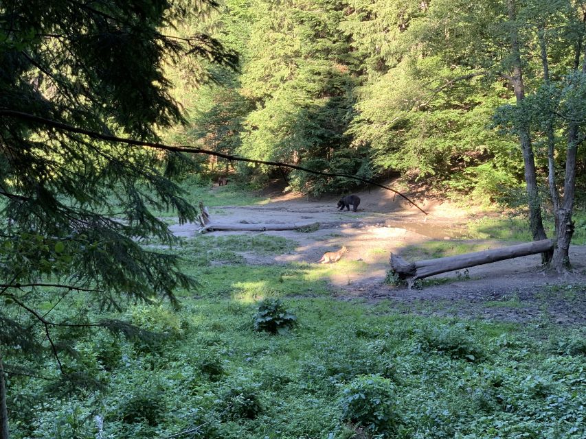 From Brasov: Bear Watching in the Wild - Key points before you book