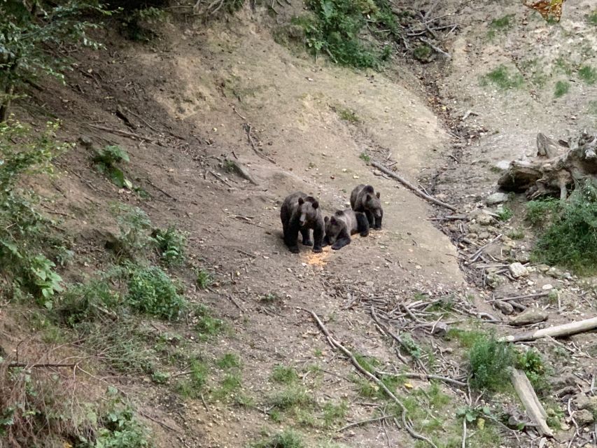 From Brasov: Bear Watching in the Wild - Why this Brasov bear trip is different