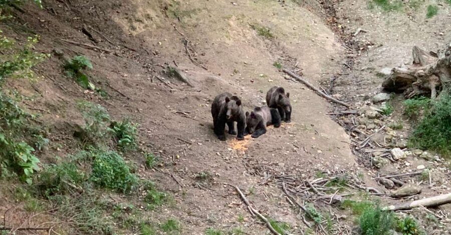 From Brasov: Bear Watching in the Wild - Meeting the ranger and learning the rules