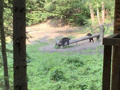 Bear Watching in the Wild
