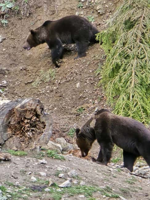 From Brasov: Bear Watching in the Wild - The 20-minute walk or jeep ride to the hide