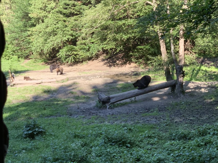 From Brasov: Bear Watching in the Wild - Beyond the bear: foxes, deer, and wild boars