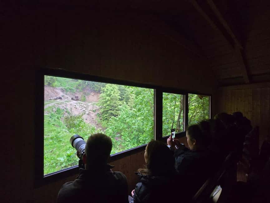 From Brasov: Bear Watching in the Wild - What the $117 price really covers