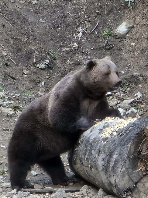 From Brasov: Bear Watching in the Wild - Timing, comfort, and what to pack