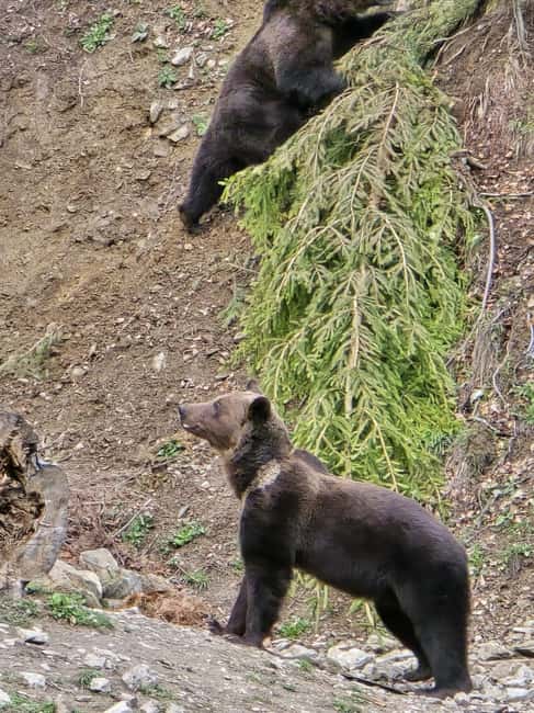 From Brasov: Bear Watching in the Wild - Who will enjoy this experience most