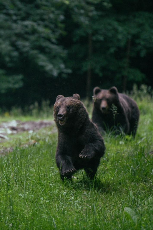From Brasov: Brown Bear Watching in the Carpathian Mountains - Key points to know before booking