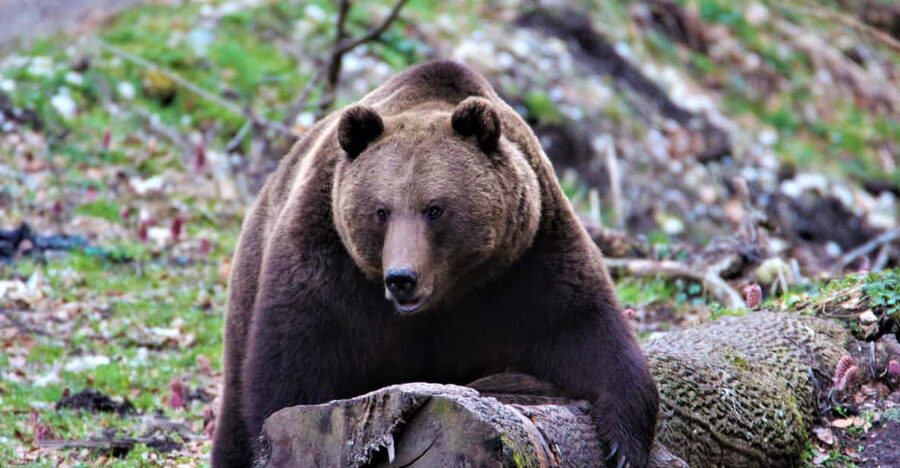 From Brasov: Brown Bear Watching in the Carpathian Mountains - The final call