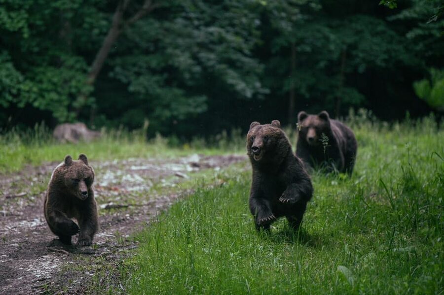 From Brasov: Brown Bear Watching in the Carpathian Mountains - From Brasov to the Carpathian forest