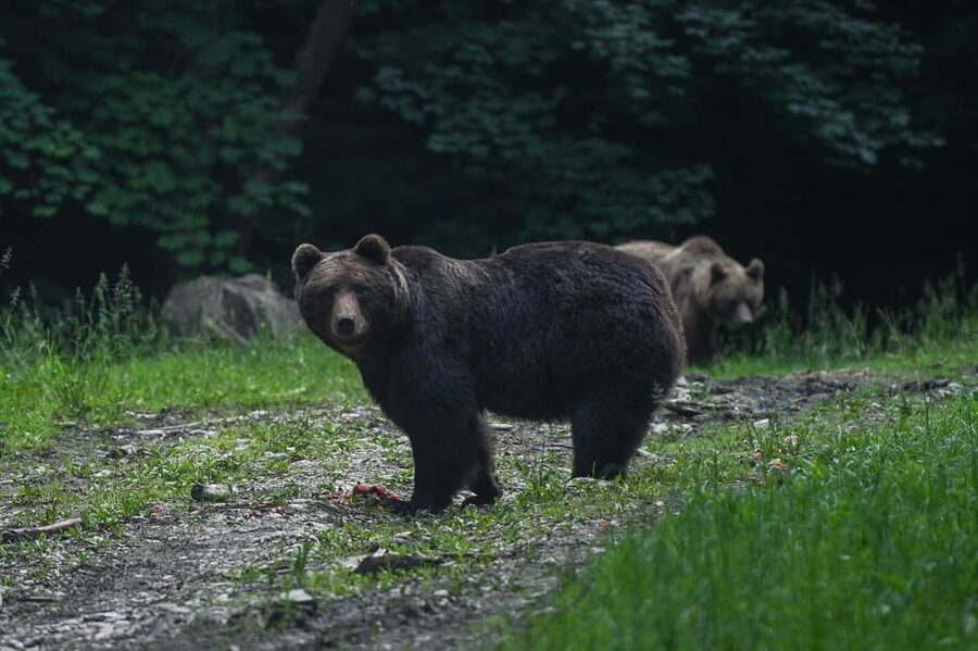 From Brasov: Brown Bear Watching in the Carpathian Mountains - Two hours watching European brown bears