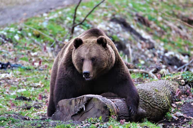 From Brasov: Brown Bear Watching in the Carpathian Mountains - Why food is placed for the bears