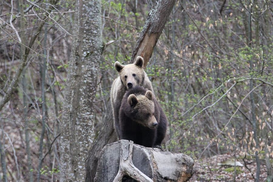 From Brasov: Brown Bear Watching in the Carpathian Mountains - The guides make the waiting worthwhile
