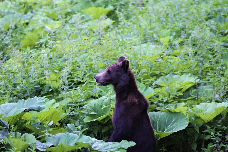 From Brasov: Brown Bear Watching in the Carpathian Mountains - What the four-hour schedule really means