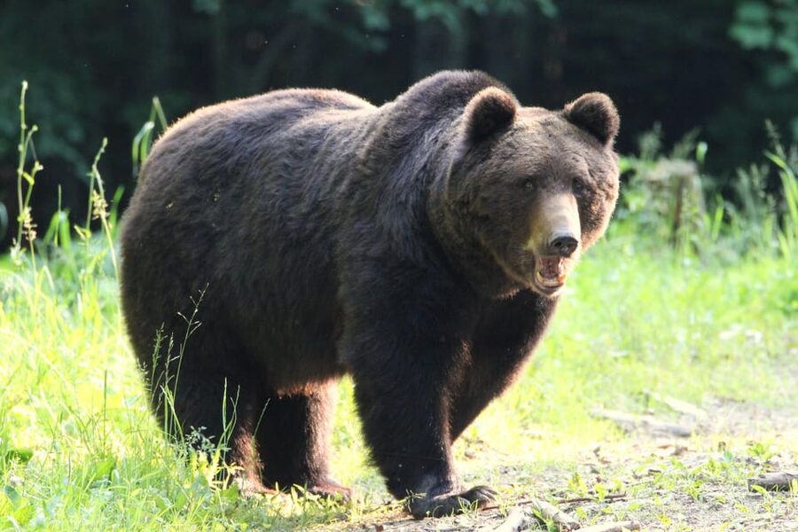 From Brasov: Brown Bear Watching in the Carpathian Mountains - Is $79 good value?