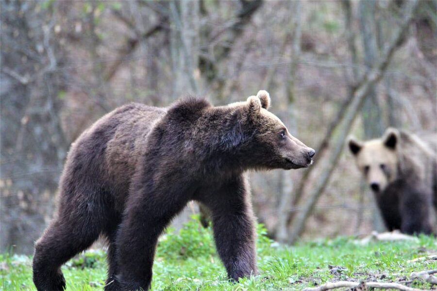 From Brasov: Brown Bear Watching in the Carpathian Mountains - Who should book this bear-watching trip?