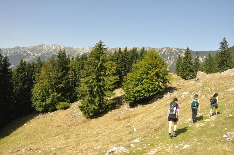 From Brasov: Piatra Craiului National Park Private Day Tour - Zarnesti Gorge and the first taste of mountain walking