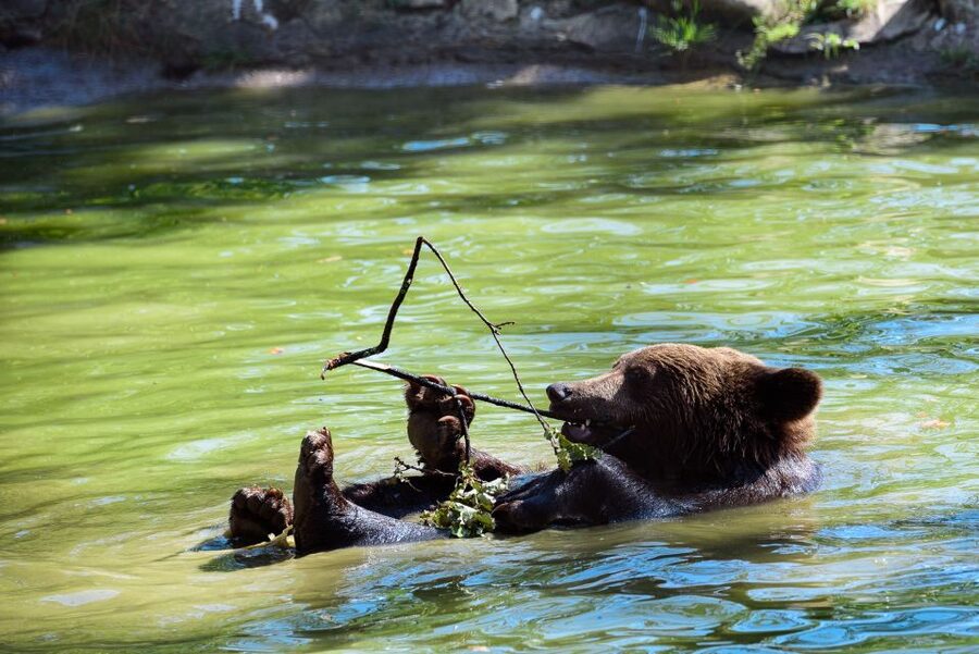 From Bucharest: Bear Sanctuary and Dracula Castle Day Tour - Why the bears are the real heart of this day