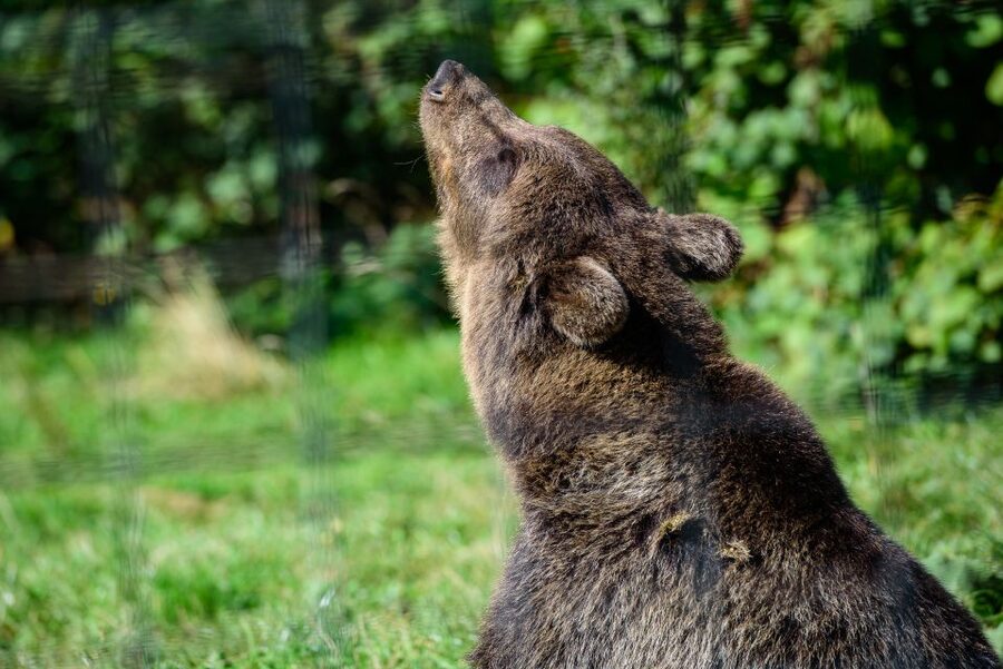 From Bucharest: Bear Sanctuary and Dracula Castle Day Tour - Leaving Bucharest for the Carpathian foothills