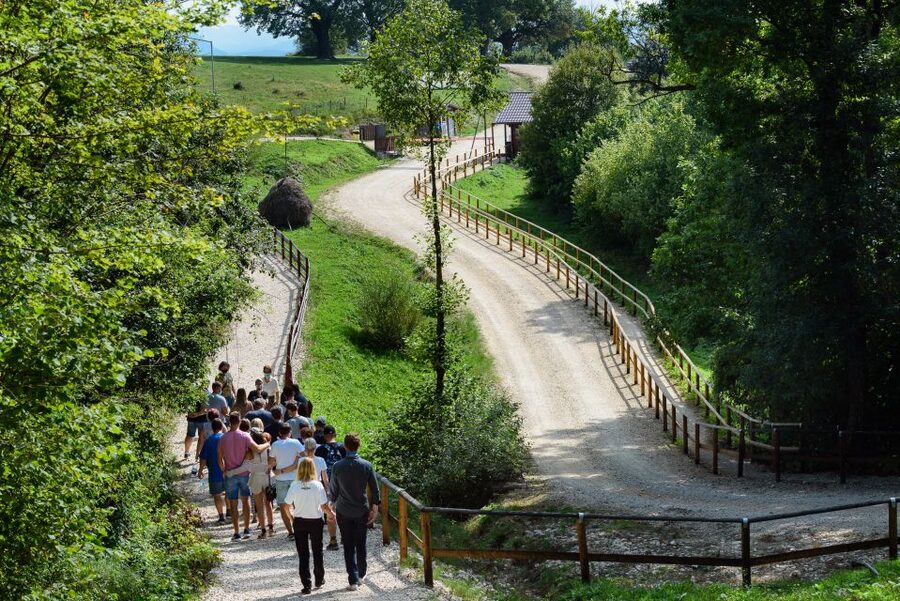 From Bucharest: Bear Sanctuary and Dracula Castle Day Tour - Romanian lunch and papanași