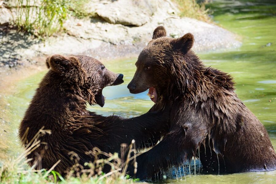 From Bucharest: Bear Sanctuary and Dracula Castle Day Tour - How the schedule works in real terms