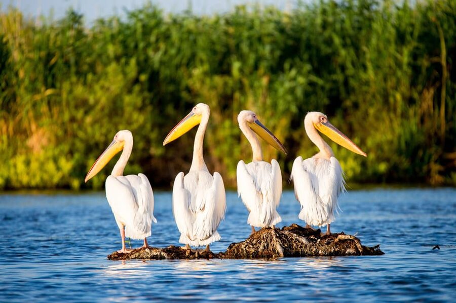From Bucharest: Day Trip to Danube Delta - Why the Danube Delta deserves a full day from Bucharest