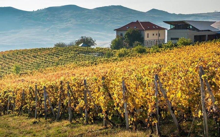 From Bucharest: Exclusive Dealu Mare Wine Tasting Tour - Why Dealu Mare makes a good wine day from Bucharest