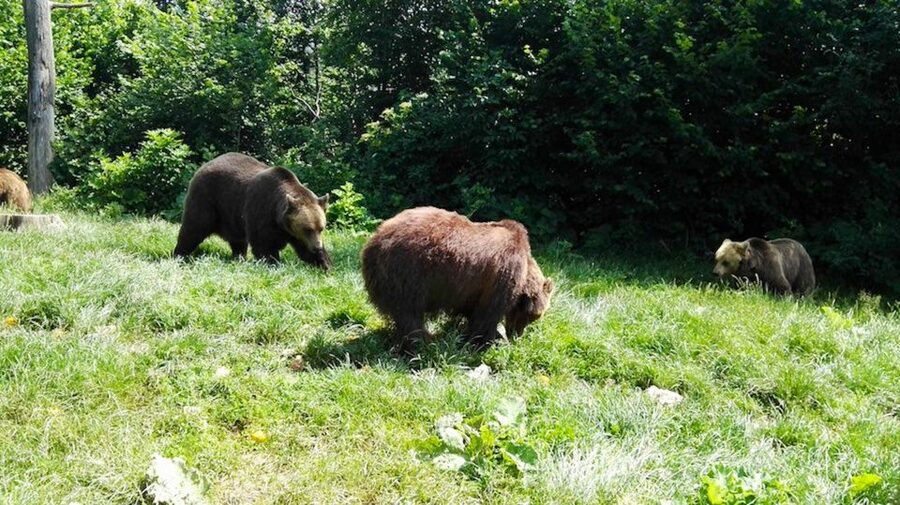 From Bucharest: Libearty Bear Sanctuary and Dracula's Castle - Key points to know before booking