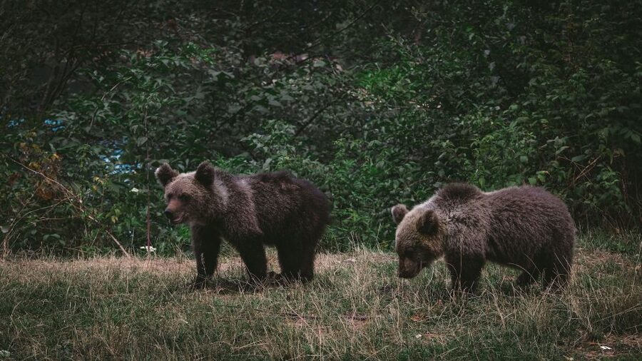 From Bucharest: Libearty Bear Sanctuary and Dracula's Castle - What the $159 price really covers