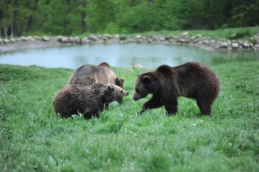 From Bucharest: Libearty Bear Sanctuary and Dracula's Castle - The guides make the long day easier