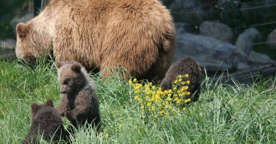 From Bucharest: Libearty Bear Sanctuary and Dracula's Castle - FAQ