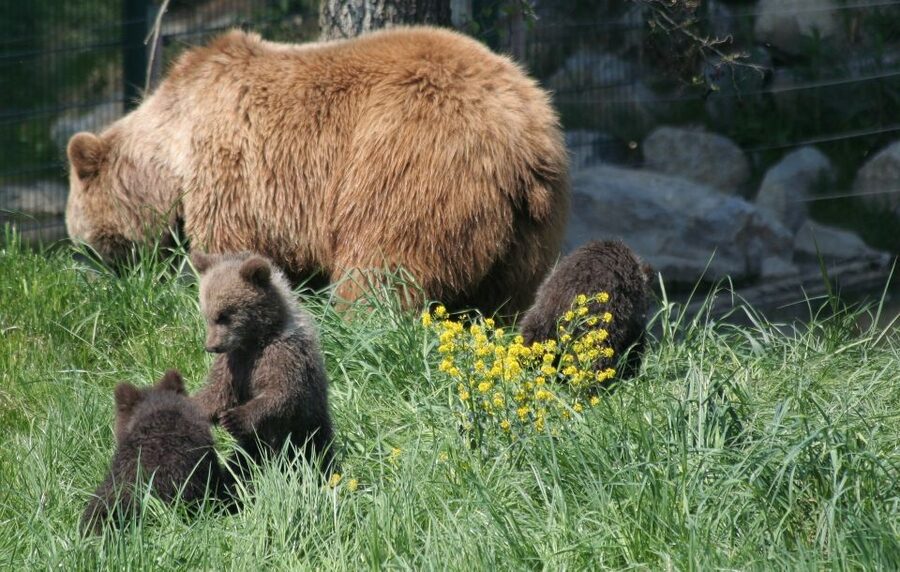 From Bucharest: Libearty Bear Sanctuary and Dracula's Castle - The Carpathian drive adds meaning to the journey