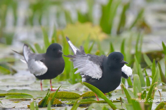 Guided Birdwatching day trip to the Danube Delta - private program - A private motorboat makes the difference