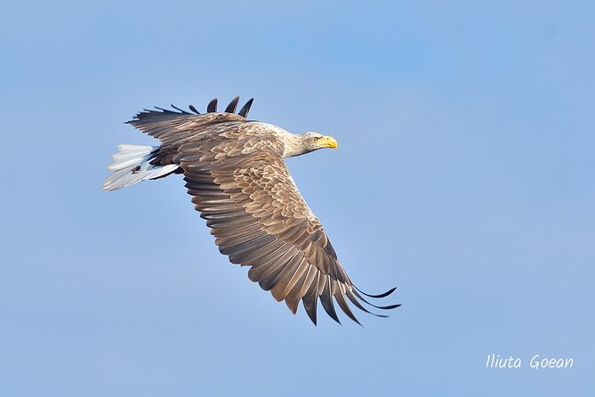 Guided Birdwatching day trip to the Danube Delta - private program - Birdwatching tips that will improve your day