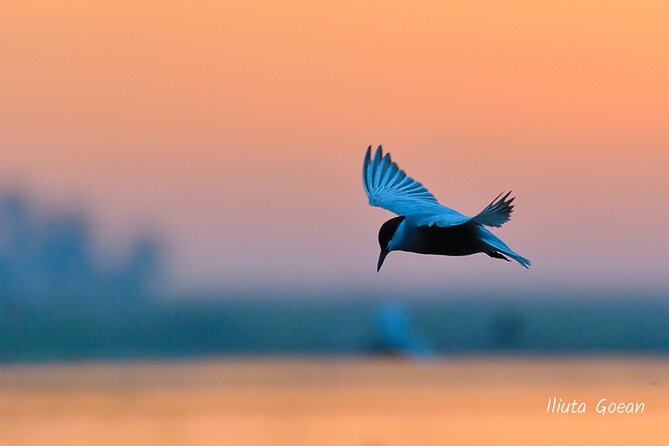 Guided Birdwatching day trip to the Danube Delta - private program - Letea and Caraorman need separate planning
